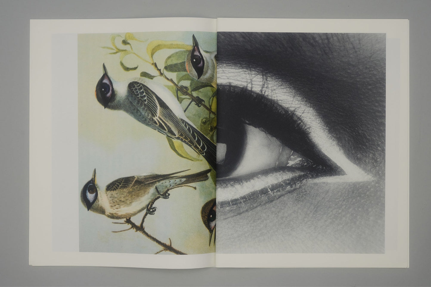 CRADLING THE SINGING BIRD | JULIE WOLFE x PAN
